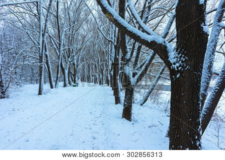 Winter's Tale, Lovely Winter Scenery, Winter Park in Snow, Whitened Spruce Branch with a Snowy Forest in the Background, Snow-Covered Trees in the City Park, Snowing, Winter Park Background