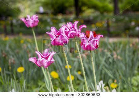 Varietal Tulips Lily Shaped Red Pink Rose Bloom In The Garden. Spring Flowers Bulbous Garden. Tulips