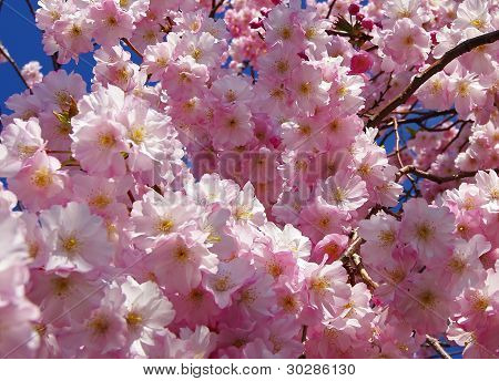 Albero di primavera