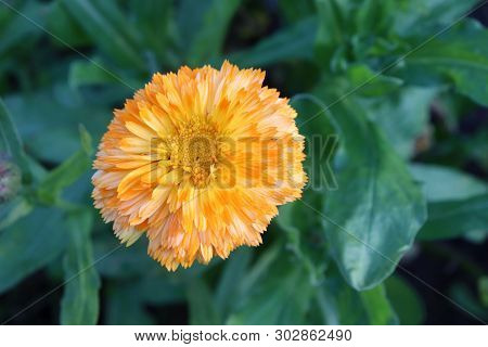 Common Marigold Is A Common Name For Several Plants In The Asteraceae Family Cultivated As Ornamenta