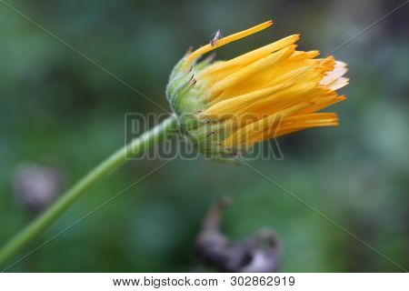 Common Marigold Is A Common Name For Several Plants In The Asteraceae Family Cultivated As Ornamenta
