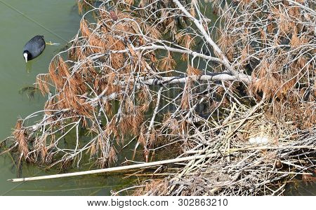 Duck Nest In Foix River Mouth In The Province Of Barcelona
