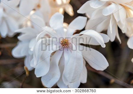 Magnolia Loebneri Wildcat. White Filled Blooming Magnolia. Close Up