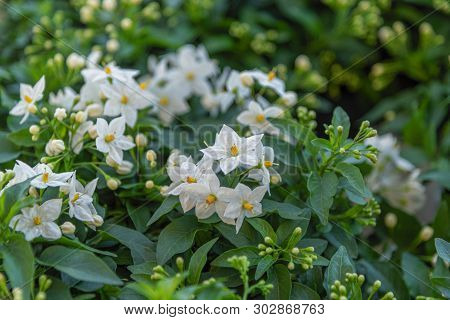 Solanum Laxum, Solanum Jasminoides, Commonly, Potato Vine, Potato Climber, Jasmine Nightshade. Everg
