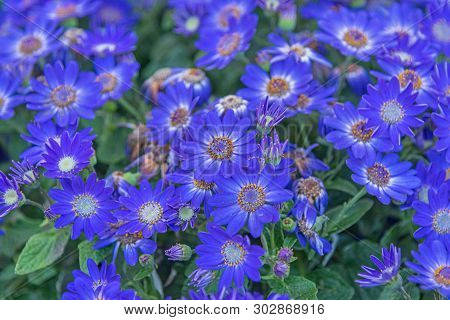 Senetti-cinerarien, Pericallis Hybrida, Cineraria, Florist's Cineraria, Common Ragwort. Ornamental B