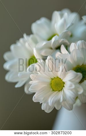 Chrysanthemum Flower. Closeup Of White Chrysanthemum. Floral Natural Background.