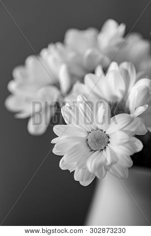 Chrysanthemum Flower. Closeup Of White Chrysanthemum. Floral Natural Background.