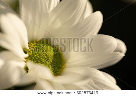 Chrysanthemum Flower. Closeup Of White Chrysanthemum. Floral Natural Background.