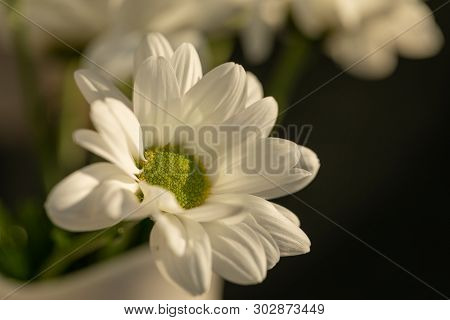 Chrysanthemum Flower. Closeup Of White Chrysanthemum. Floral Natural Background.