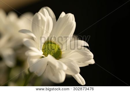 Chrysanthemum Flower. Closeup Of White Chrysanthemum. Floral Natural Background.