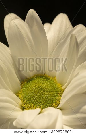 Chrysanthemum Flower. Closeup Of White Chrysanthemum. Floral Natural Background.