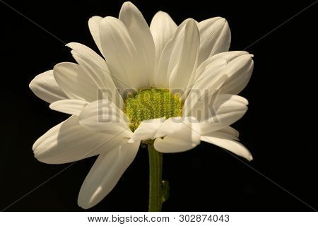 Chrysanthemum Flower. Closeup Of White Chrysanthemum. Floral Natural Background.