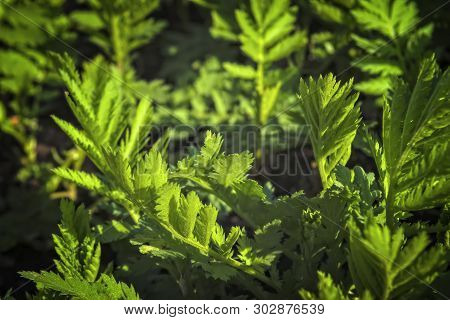 Young Shoots Of Wormwood On A Blurred Background. Wormwood Plant Used For Herbal Medicine.