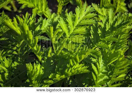 Young Shoots Of Wormwood On A Blurred Background. Wormwood Plant Used For Herbal Medicine.