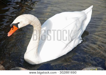 Snow White Swan Swimming In The Pond Of Clear Water