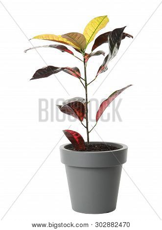Pot With Croton Home Plant On White Background