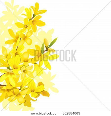 Fluffy Blossoming Yellow Spring Tree Template. Forsythia Suspensa, Golden Bell, Flowers Frame On The
