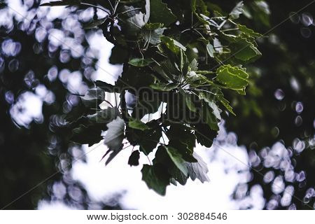 Narrow Depth Of Field Composition With A Tree Branch Full Of Green Leaves Over A Bokehlicious Green 
