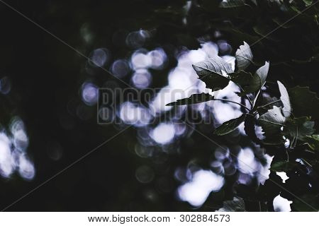 Narrow Depth Of Field Composition With A Tree Branch Full Of Green Leaves Over A Bokehlicious Green 