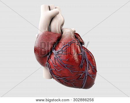 3d Illustration Of Anatomy Of Human Heart Isolated On Gray