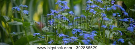 Brunnera Sibirica, Blue Flowers Forget-me-not Close Up, Blue Small Flowers On A Flower Bed