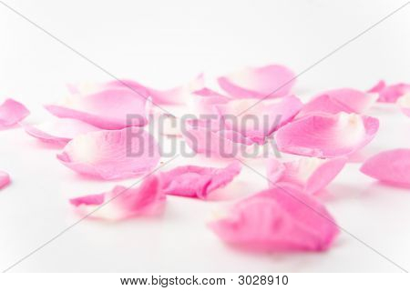 Petali di rosa