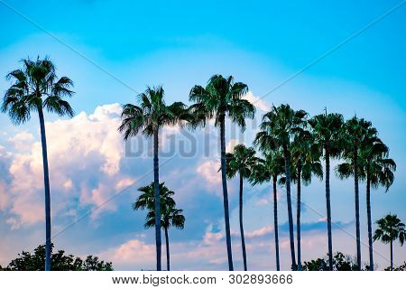 Orlando, Florida. May 21, 2019. Top View Of Palm Trees On Cloudy Lightblue Sky Background In Citywal
