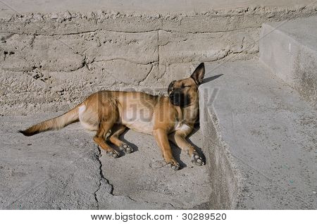 Sleeping Dog.