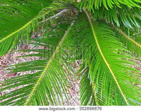 This Sago Palm Is Infested With Asian Cycad Scale Insects That Appear As White Spots. The Scale Is D