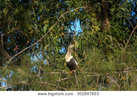 Male Anhinga Bird Called Anhinga Anhinga And Snakebird Perches Near A Pond In Naples, Florida