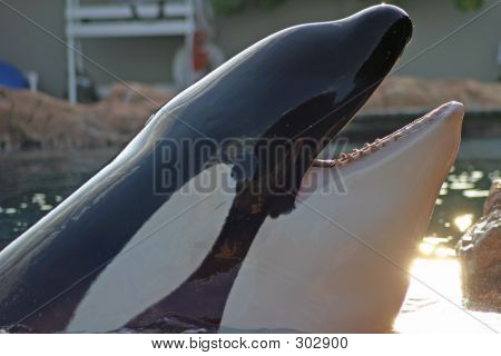 Shamu แสดงฟัน