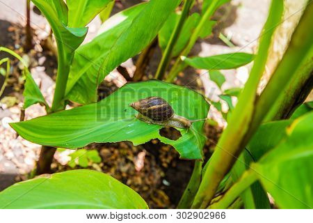 Achatina Snail In A Natural Wild African Environment Crawing On A Large Green Leaf On A Sunny Day In