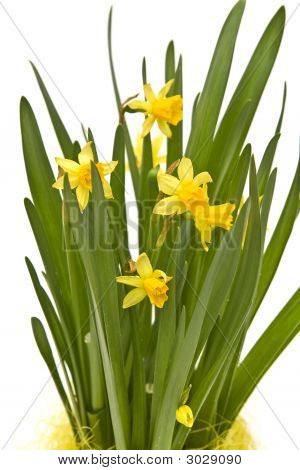 Daffodiles