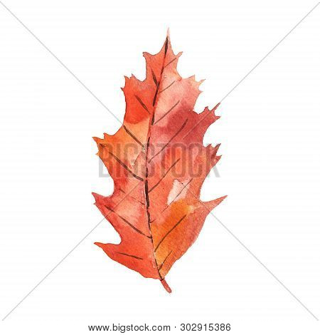 Watercolor Autumnal Leaf. Red And Orange Shades. Hand Painted Isolated Element.
