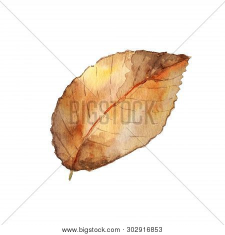 Watercolor Autumnal Leaf. Brown And Orange Shades. Hand Painted Isolated Leaf In Details.