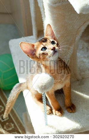 The Abyssinian And Red Cat , A Portrait