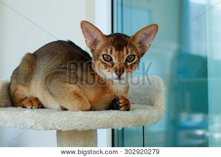 The Abyssinian And Red Cat , A Portrait
