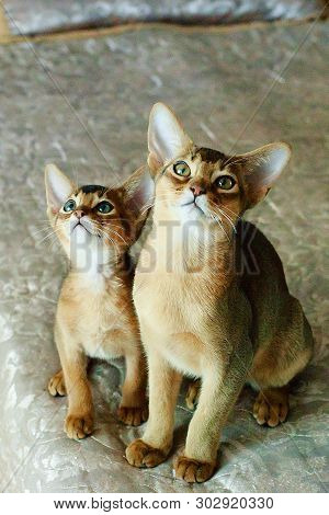 The Abyssinian And Red Cat , A Portrait