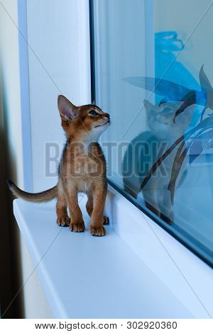 Abyssinian Cats Play At The Window In The House