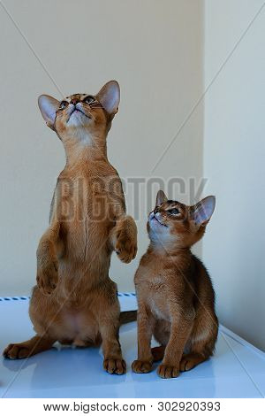 Abyssinian Cats Play At The Window In The House