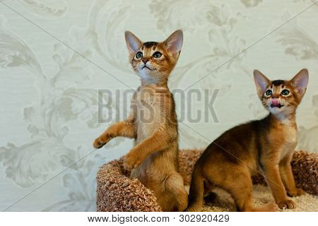 The Abyssinian Kittens A Play Funny, Cat