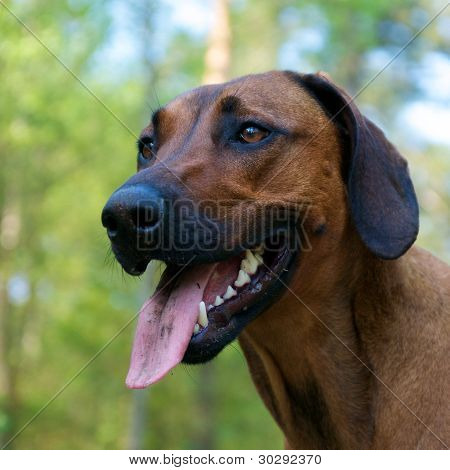Headshot hund