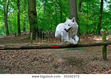 hoppe fårehund