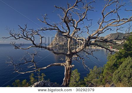 Un albero di pino morto.