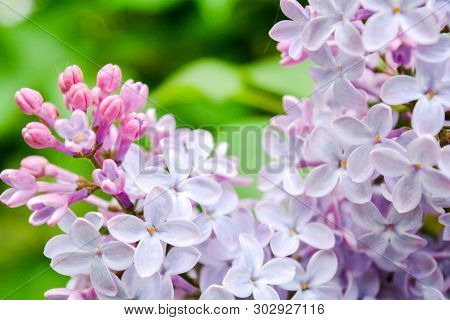 Lilac Flowers Blooming In Spring Garden. Common Lilac Syringa Vulgaris Bush. Close-up Of A Branch On