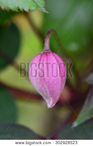 Close-up Of A Young And Purple Clematis Florida Flower Bud Among Green Leaves On A Flowerbed In The 