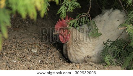 Rooster In The Yard Near Tree. Close-up Shot. White Rooster In Village.