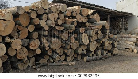 Timber Logging. Freshly Cut Tree Wooden Logs Piled Up. Wood Storage For Industry.