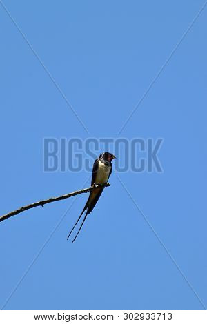 Barn Swallow, Hirundo Rustica With Thymus Sits On A Tree Branch Against A Blue Sky In Summer In The 
