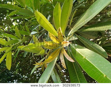 A Picture Of Tree Leafs In Garden